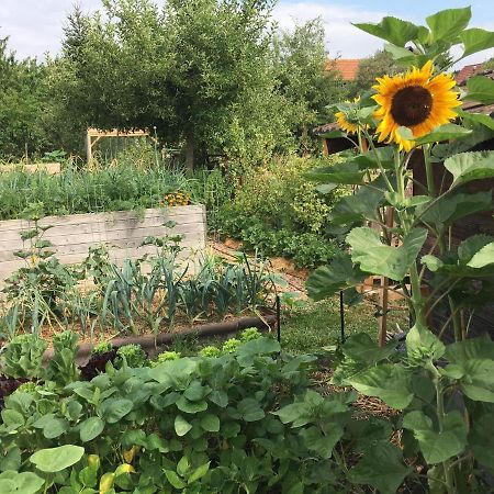 Ferienhaus Mit Naturgarten Dachsen 外观 照片